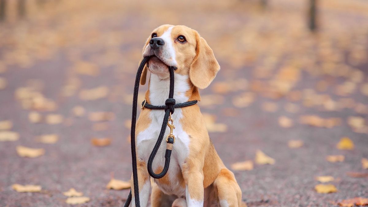 Beagle