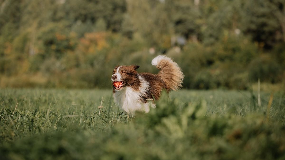 Border Collie