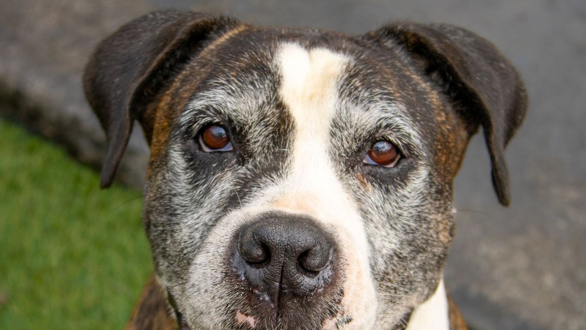 Boxer