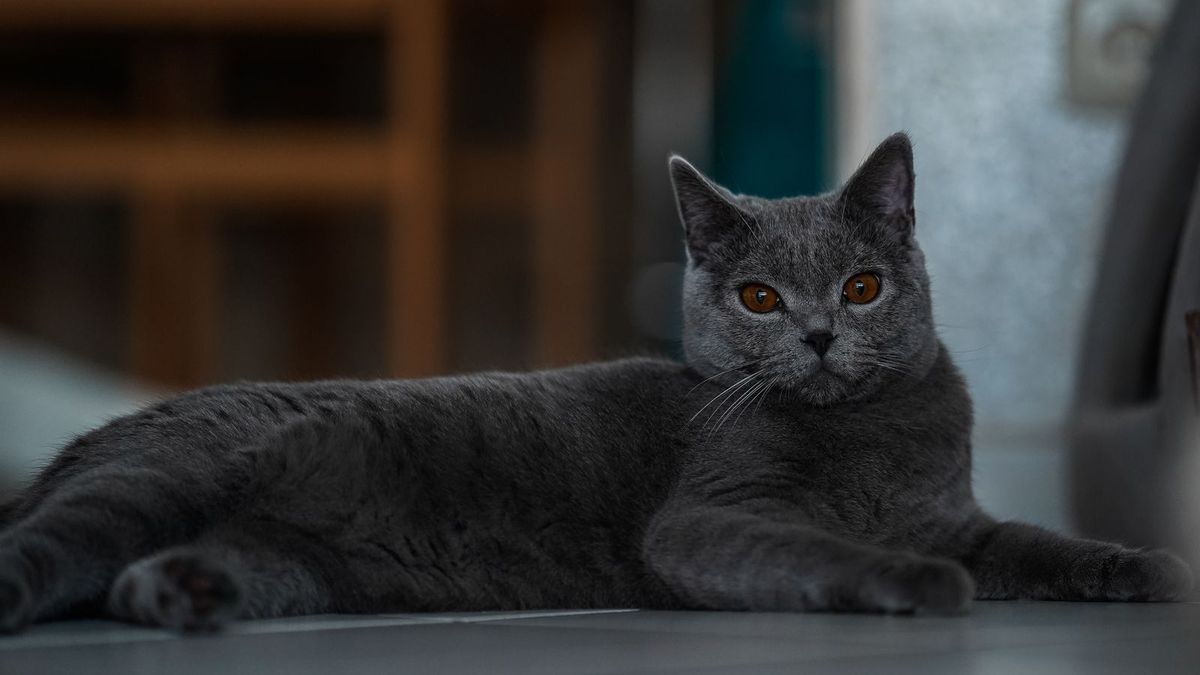 British Shorthair