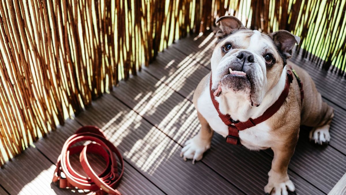 Bulldog