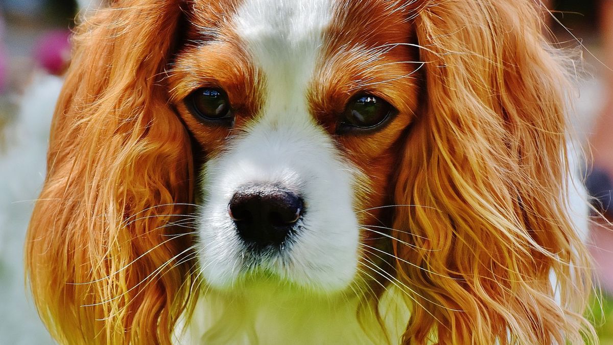 Cavalier King Charles Spaniel