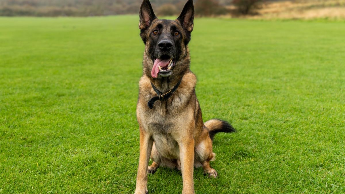 German Shepherd Dog