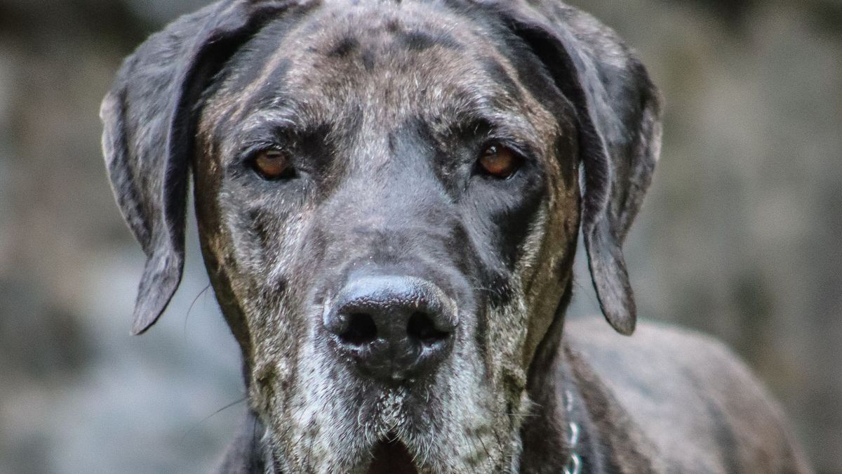 Great Dane