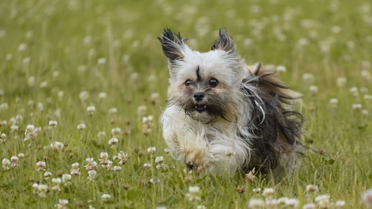 Havanese