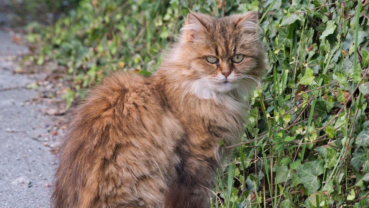 Persian