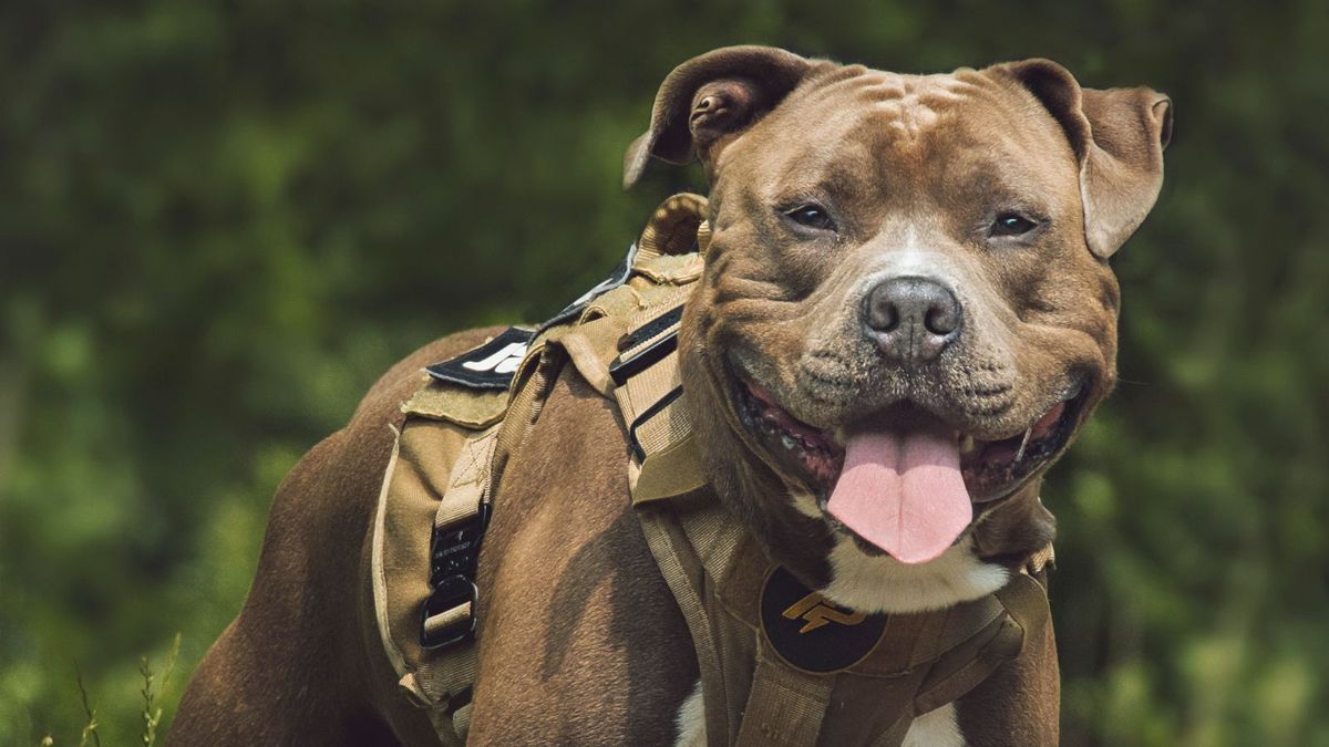 Pit Bull Type Dogs