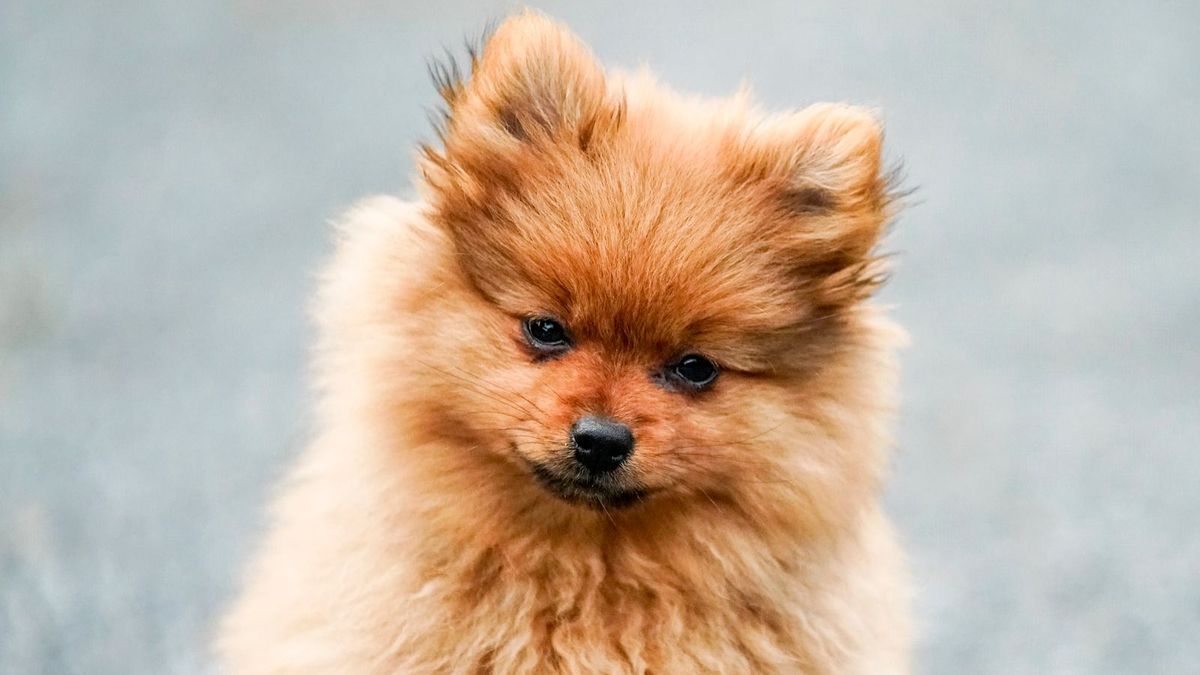 Pomeranian