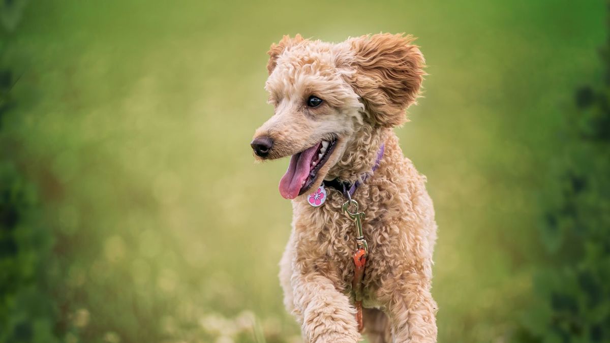 Poodle