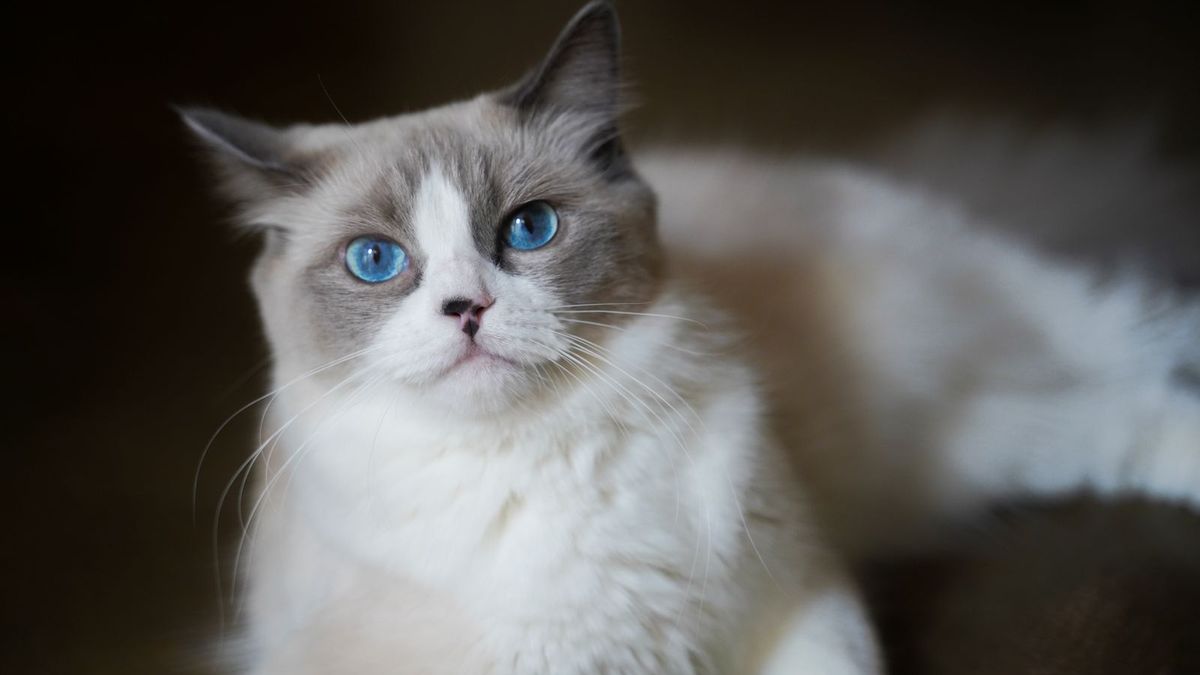 Ragdoll