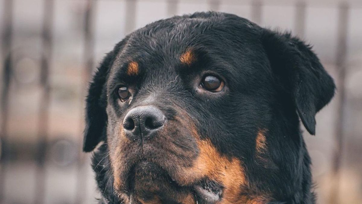 Rottweiler