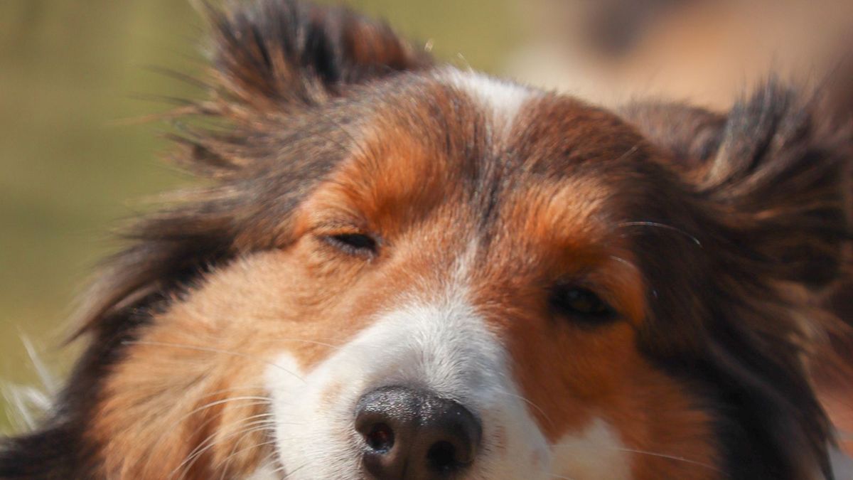 Shetland Sheepdog