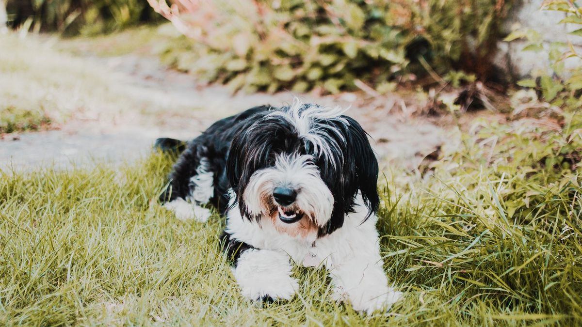 Shih Tzu