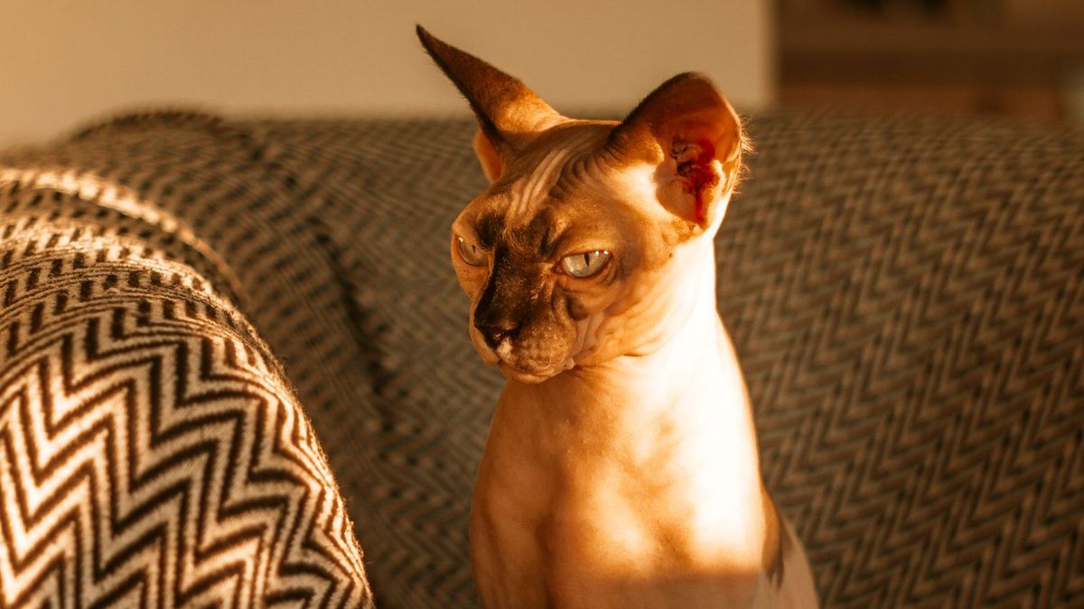 Sphynx