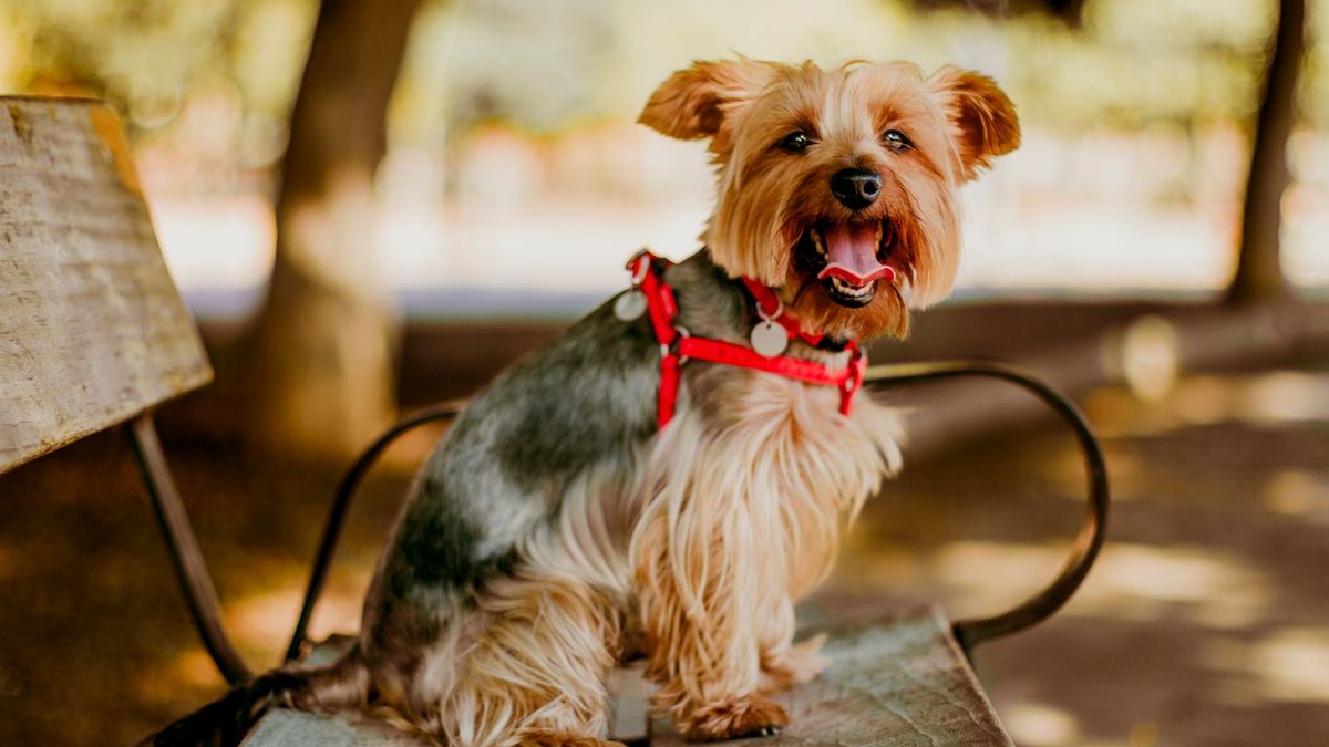 Yorkshire Terrier